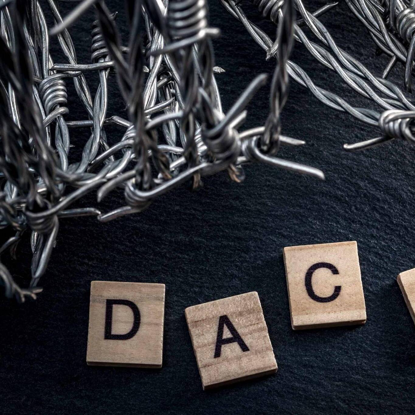 Deferred action for child arrivals concept with barb wire next to letters that spell the acronym DACA. DACA is a piece of legislation that protects immigrants that were brought to the USA as children