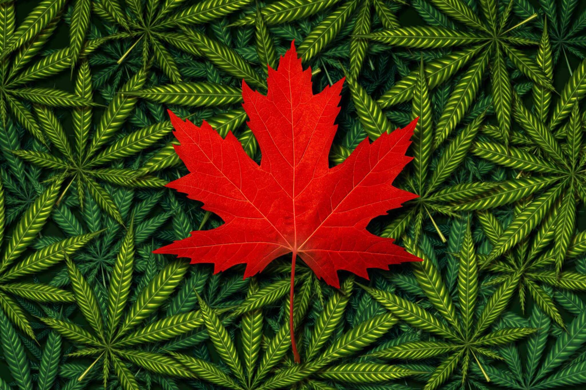 Canadian Marijuana Concept