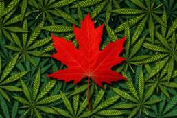Canadian Marijuana Concept