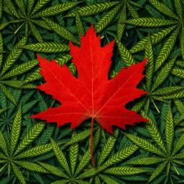 Canadian Marijuana Concept