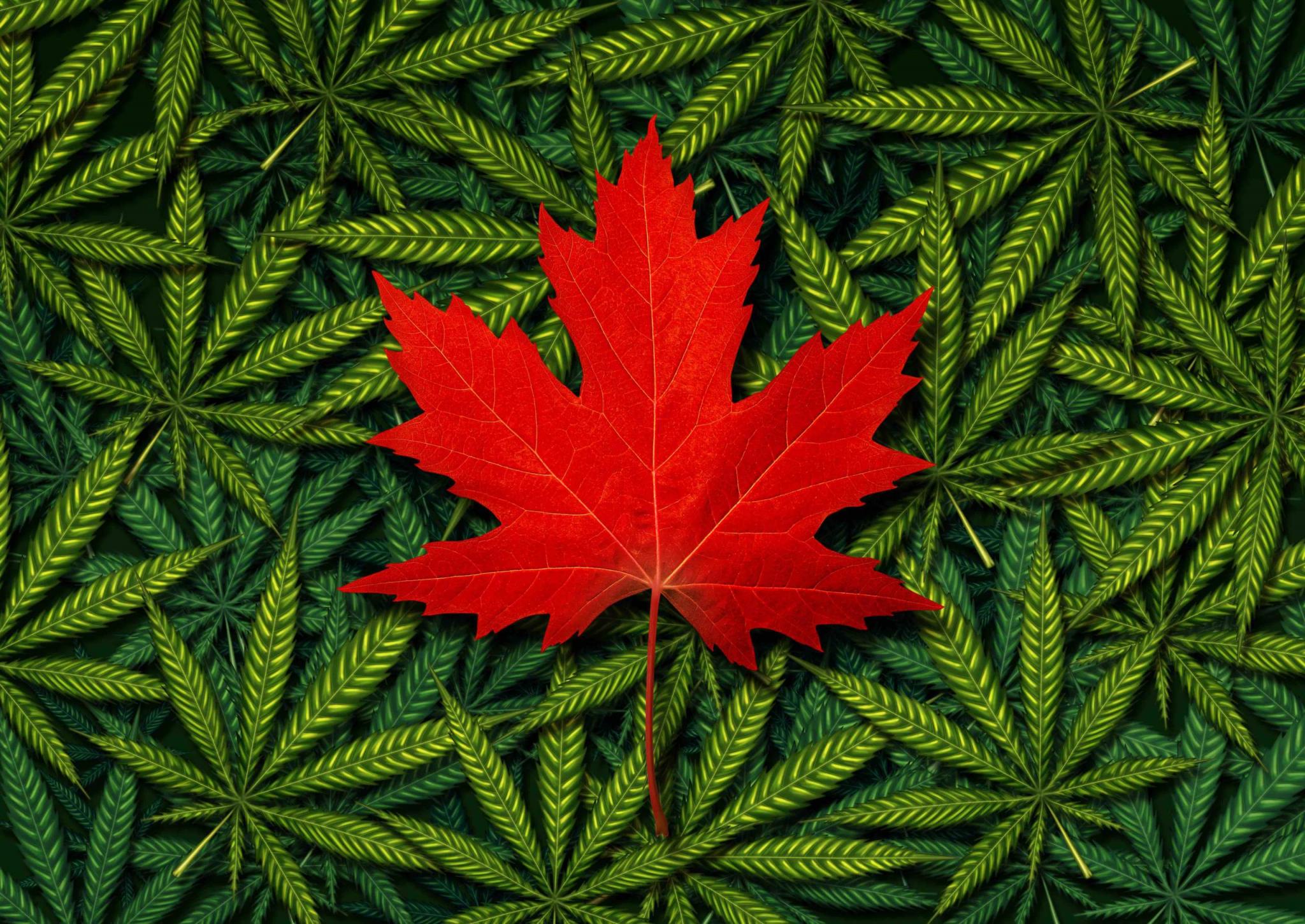 Canadian Marijuana Concept