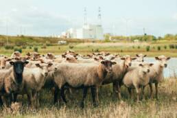 bil sheep