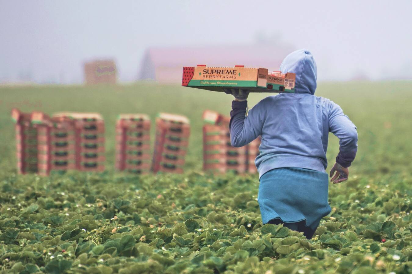 bil strawberryWorker