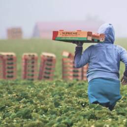 bil strawberryWorker