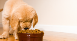 https ::www.petfoodindustry.com:regions:us and canada:article:15737327:deportations may challenge pet food labor and supply chain